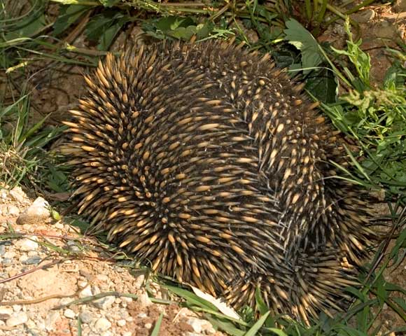 Spike, the echidna in the strawberries.