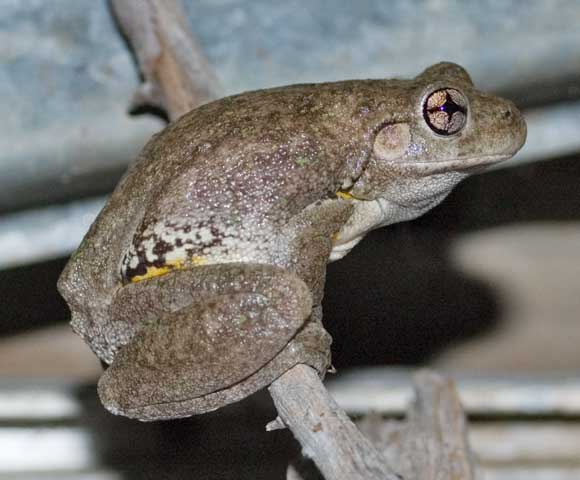 Numerous Perons Tree Frogs have moved into my glasshouse