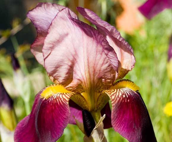Burgundy Bearded Iris