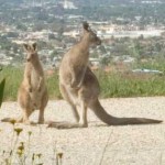 Mother kangaroo and her joey pause briefly outside my window on their way past this morning.