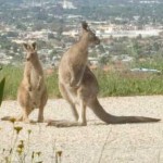 kangaroo_and_joey Mother kangaroo and her joey pause briefly outside my window on their way past this morning.