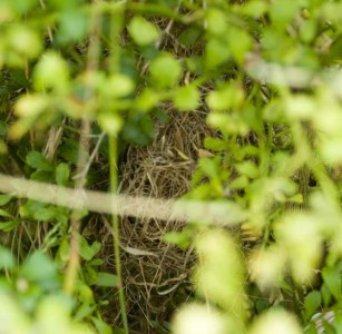 The back of the wrens nest