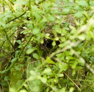 wren_nest_front The front entry to the wrens nest