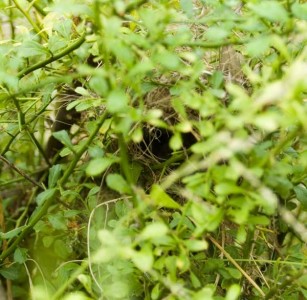 The front entry to the wrens nest