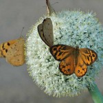 Male Common Brown Butterflies feeding on flowering onions. December 6th, 2010.