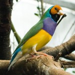 DSC_2838_OrangeHeadGouldian