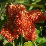 Fig in flower Fig in flower
