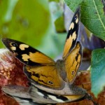 The Common Brown Butterfly