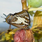 Tailed Emperor butterfly