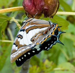 Tailed Emperor butterfly feeding from an opening fig flower.