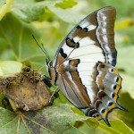 Tailed Emperor butterfly feeding on over-ripe figs.