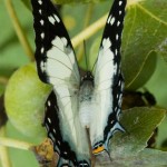 Tailed Emperor butterfly