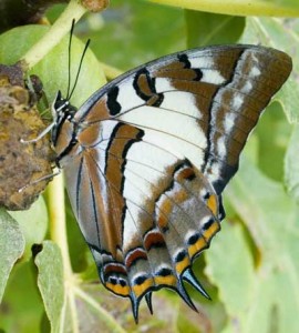 Tailed Emperor butterfly