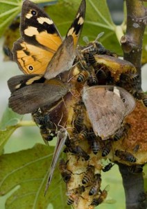 Common Brown Butterflies drunk on sweet figs
