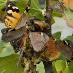 The Common Brown Butterfly