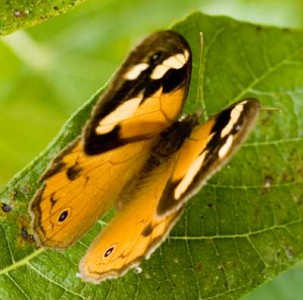 Common Brown Butterfly Common Brown Butterfly