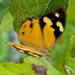 The Common Brown Butterfly