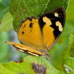 The Common Brown Butterfly The Common Brown Butterfly