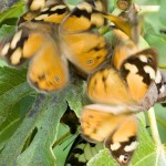 The Common Brown Butterfly