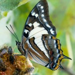 Tailed Emperor butterfly feeding on figs.