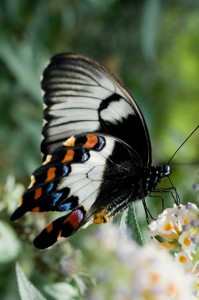 Female Citrus Swallowtail Butterfly