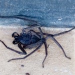 A flat bodied spider