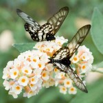 Glasswing Butterfly on buddleia flowers Glasswing Butterfly on buddleia flowers