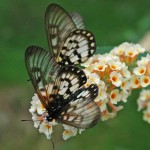Glasswing Butterflies on buddleia flowers