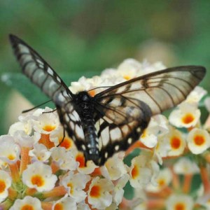 Glasswing Butterfly