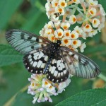 Glasswing Butterfly on buddleia flowers