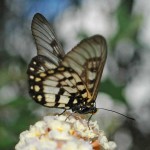 Glasswing Butterfly on buddleia flowers