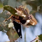 Common Eggfly butterfly