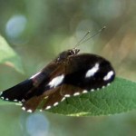 Common Eggfly butterfly