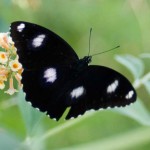 Common Eggfly butterfly