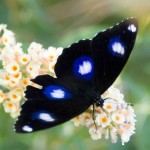 Common Eggfly butterfly