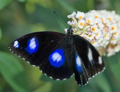 Common Eggfly butterfly