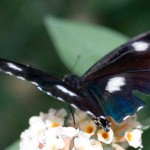 Common Eggfly butterfly