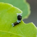 Citrus Swallowtail caterpillar