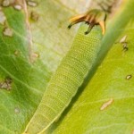 Tailed Emperor caterpillar Tailed Emperor caterpillar