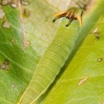 Tailed Emperor caterpillar