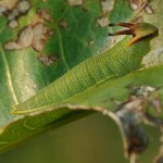 Tailed Emperor caterpillar Tailed Emperor caterpillar
