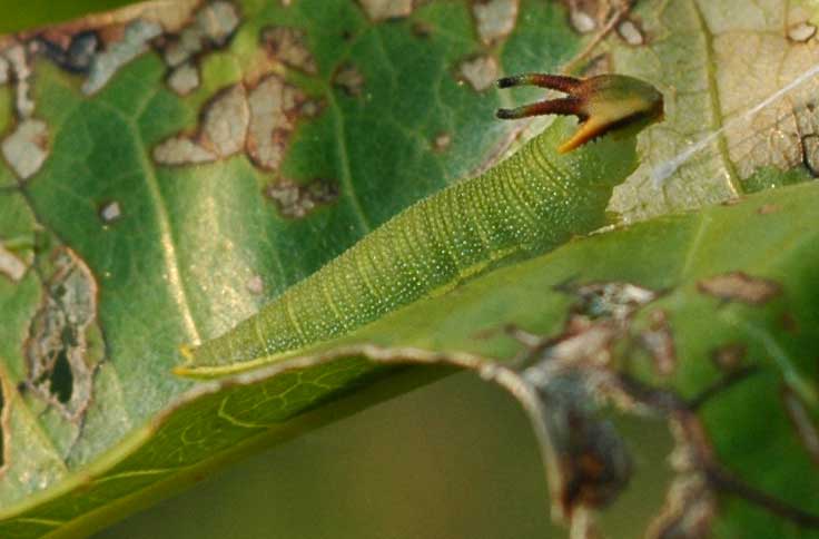 White Cedar Moth  KathyW's WebSite