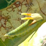 Tailed Emperor caterpillar Tailed Emperor caterpillar