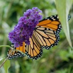 Monarch Butterfly on Buddleia Flower Monarch Butterfly on Buddleia Flower
