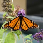 Monarch Butterfly on Buddleia Flower Monarch Butterfly on Buddleia Flower