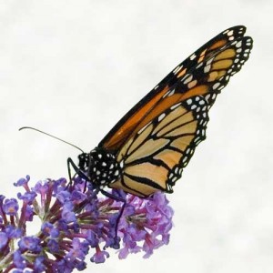 Monarch Butterfly Monarch or Wanderer Butterfly