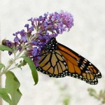 Monarch Butterfly on Buddleia Flower