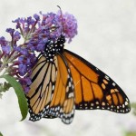 Monarch Butterfly on Buddleia Flower