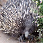 Spike, the echidna. Spike, the echidna.