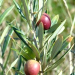 Olives on the olive tree